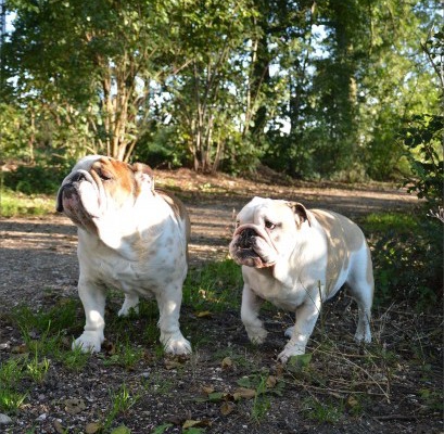 Older Bulldog with Young Bulldog